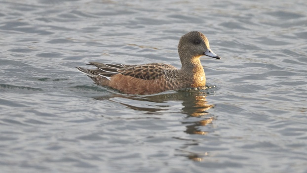 American Wigeon (Mareca americana)