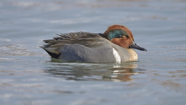 Green-Winged Teal (Anas Crecca)