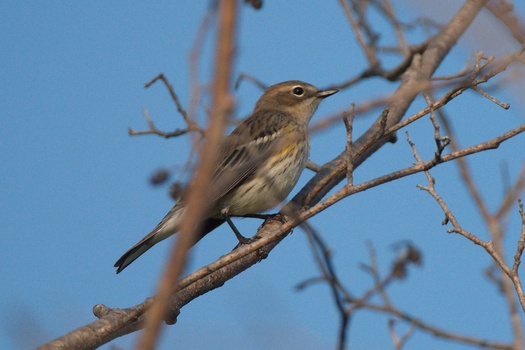 Pine Warbler (Setophaga pinus)