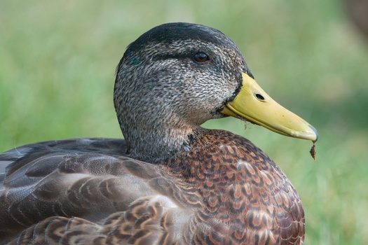 Mallard (Anas Platyrhynchos)