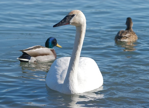 Trumpeter Swan (Cygnus buccinator)
