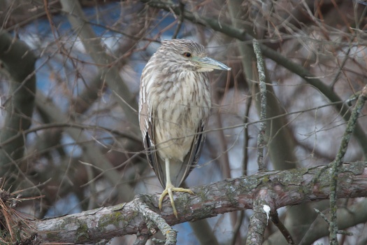 Black-Crowned Night-Heron (Nycticorax Nycticorax)