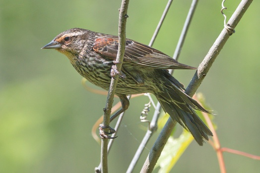 Red-Winged Blackbird (Agelaius Phoeniceus)