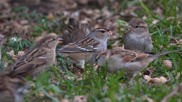 White-Throated Sparrow (Zonotrichia Albicollis)