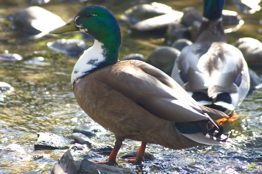 Mallard (Anas Platyrhynchos),Domesticated Birds