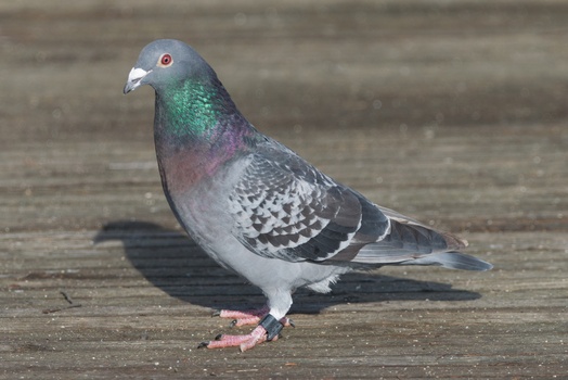 Rock Pigeon (Columba Livia)
