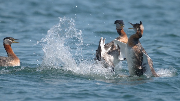 Red-Necked Grebe (Podiceps Grisegena)