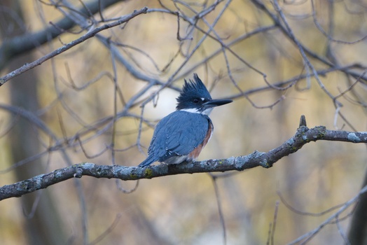 Belted Kingfisher (Megaceryle alcyon)