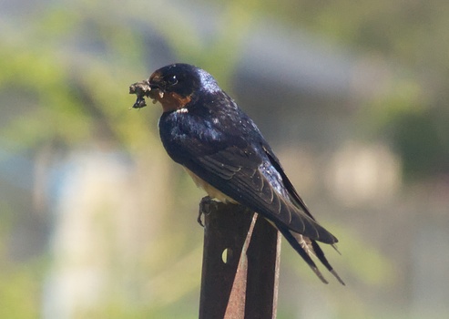 Barn Swallow (Hirundo rustica)