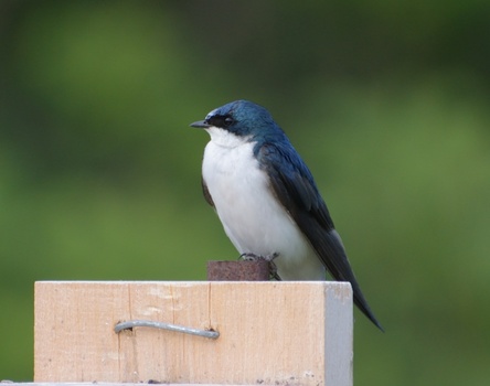 Tree Swallow (Nodobniczka Drzewna)