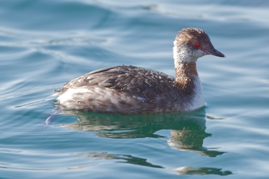 Horned Grebe (Podiceps Auritus)