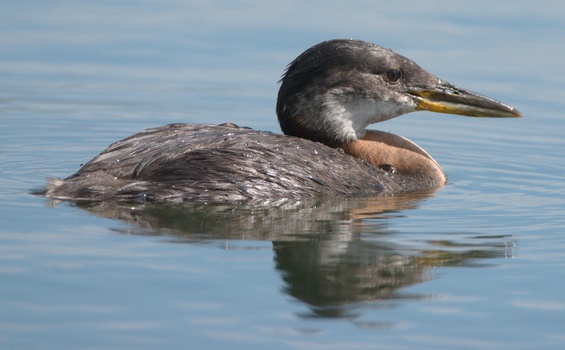 Red-Necked Grebe (Podiceps Grisegena)