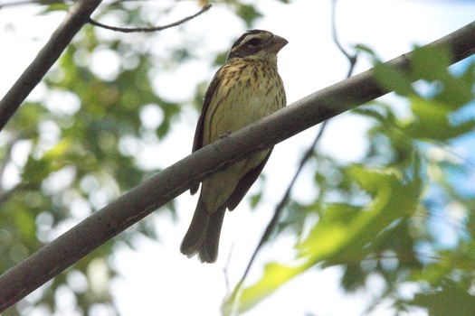 Rose-Breasted Grosbeak (Pheucticus Ludovicianus)