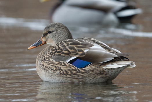 Mallard (Anas Platyrhynchos)