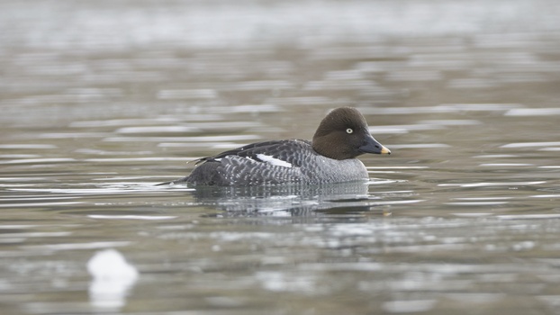 Common Goldeneye (Bucephala clangula)