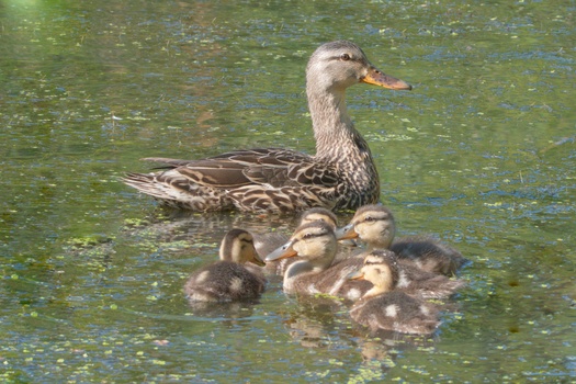 Mallard (Anas Platyrhynchos)