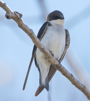 Tree Swallow (Nodobniczka Drzewna)