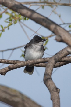 Eastern Kingbird (Tyrannus tyrannus)