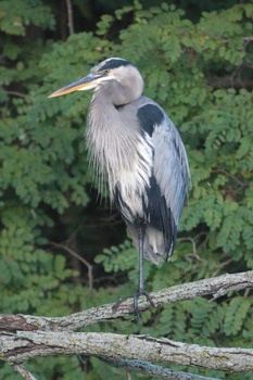 Great Blue Heron (Ardea Herodias)