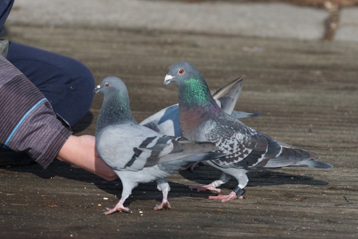 Rock Pigeon (Columba Livia)