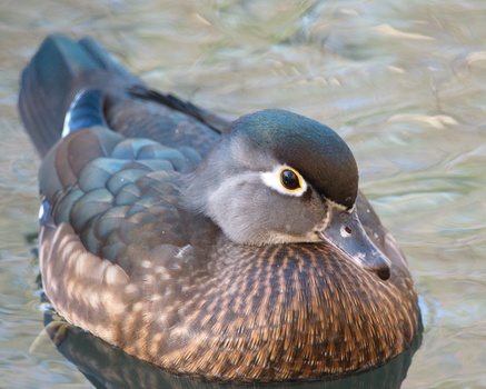 Wood Duck (Aix Sponsa)