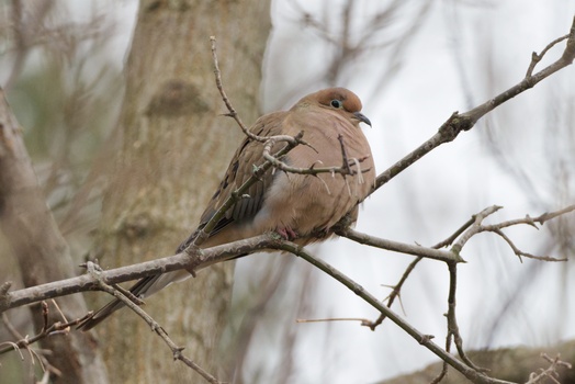 Mourning Dove (Zenaida Macroura)
