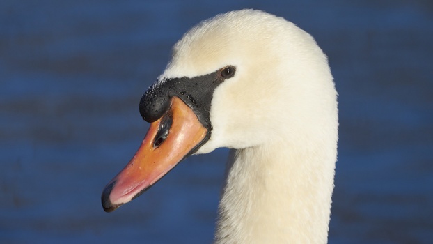 Mute Swan (Cygnus Olor)