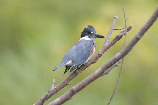 Belted Kingfisher (Megaceryle alcyon)