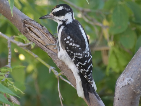 Hairy Woodpecker (Picoides Villosus)