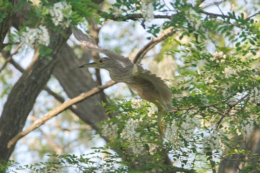 Black-Crowned Night-Heron (Nycticorax Nycticorax)