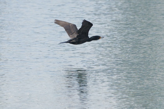 Double-Crested Cormorant (Phalacrocorax Auritus)