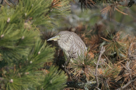 Black-Crowned Night-Heron (Nycticorax Nycticorax)