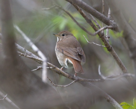 Hermit Thrush (Catharus Guttatus)