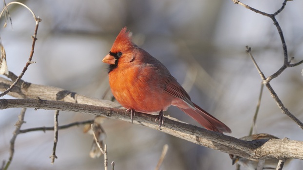 Northern Cardinal (Cardinalis Cardinalis)