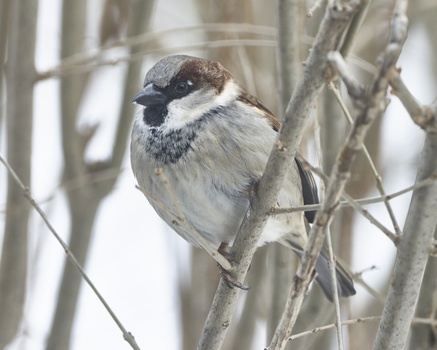 House Sparrow (Passer Domesticus)