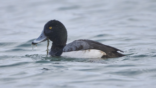 Greater Scaup (Aythya Marila)