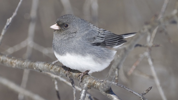 Dark-Eyed Junco (Junco Hyemalis)