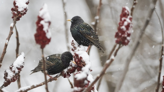 European Starling (Sturnus Vulgaris)