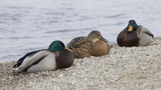 Mallard (Anas Platyrhynchos)