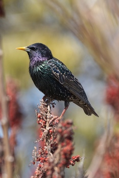 European Starling (Sturnus Vulgaris)