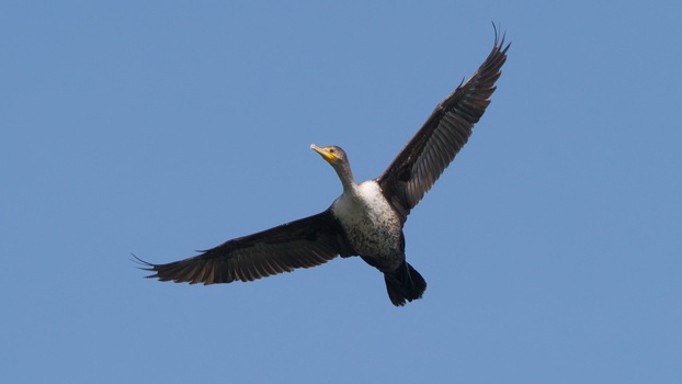 Double-Crested Cormorant (Phalacrocorax Auritus)
