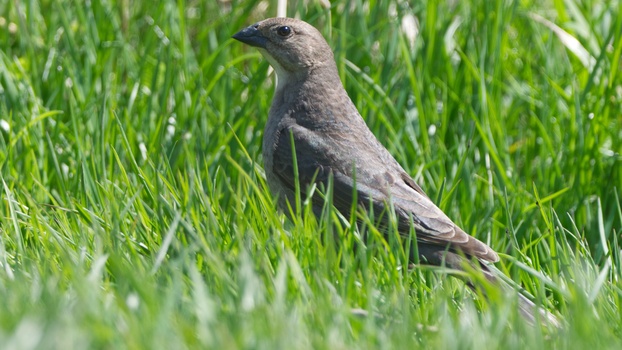 Brown-Headed Cowbird (Molothrus Ater)