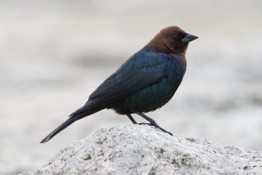 Brown-Headed Cowbird (Molothrus Ater)