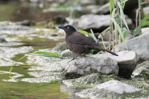 Common Grackle (Quiscalus Quiscula)