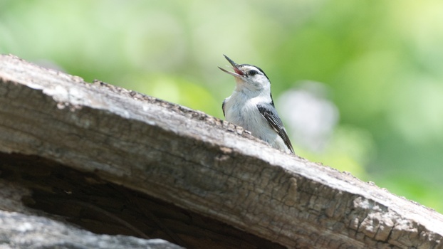 White-Breasted Nuthatch (Sitta Carolinensis)
