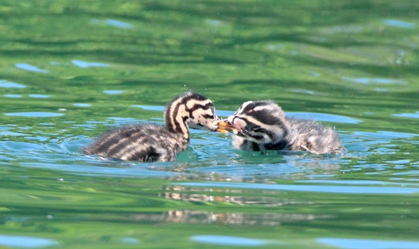 Red-Necked Grebe (Podiceps Grisegena)