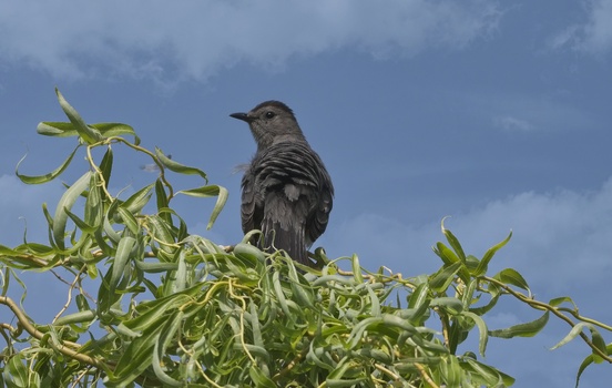 Gray Catbird (Dumetella Carolinensis)