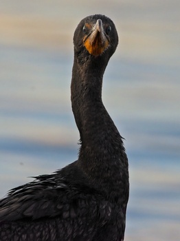 Double-Crested Cormorant (Phalacrocorax Auritus)