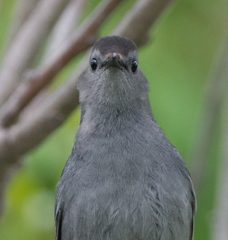 Gray Catbird (Dumetella Carolinensis)