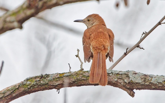 Brown Thrasher (Toxostoma rufum)